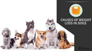 causes of weight loss in dogs