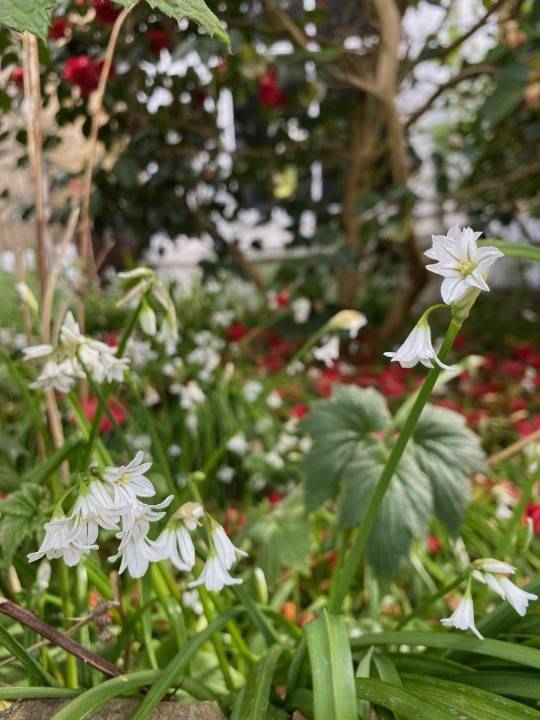 three-cornered leeks