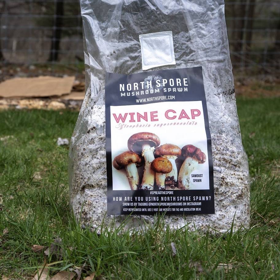 Organic Mushroom Sawdust Spawn | USDA-Certified Organic Organic Mushroom Sawdust Spawn | USDA-Certified Organic