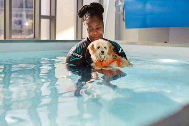 Dog Hydrotherapy 