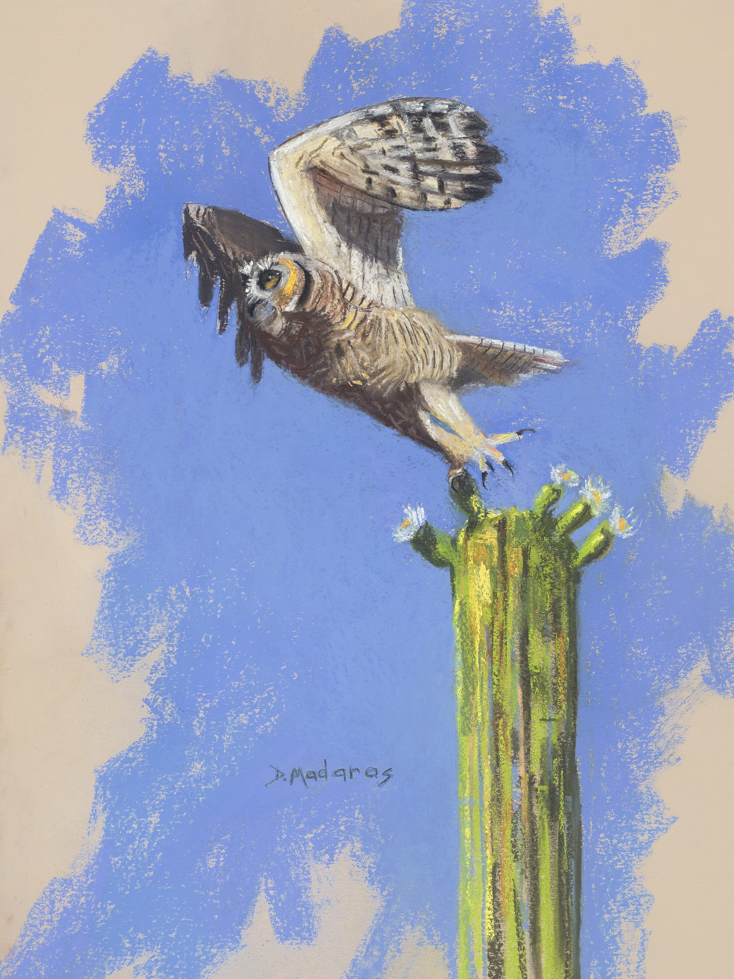 Saguaro Owl by Diana Madaras