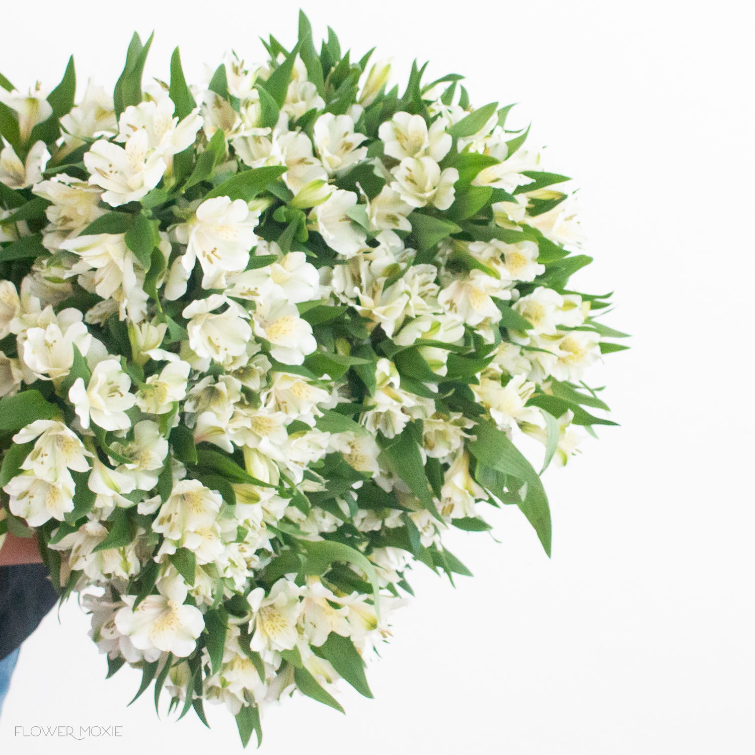 White Alstroemeria Flower