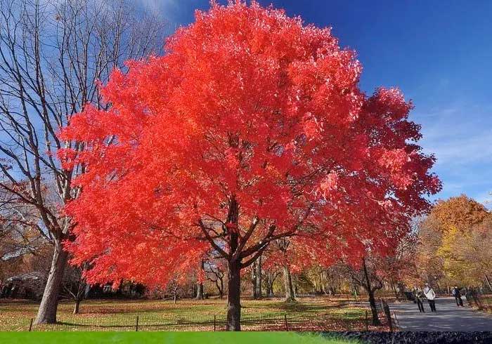 Red maple for sale