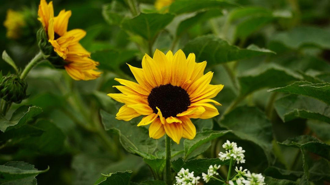 Close-up of a bright yellow sunflower with dark center.
