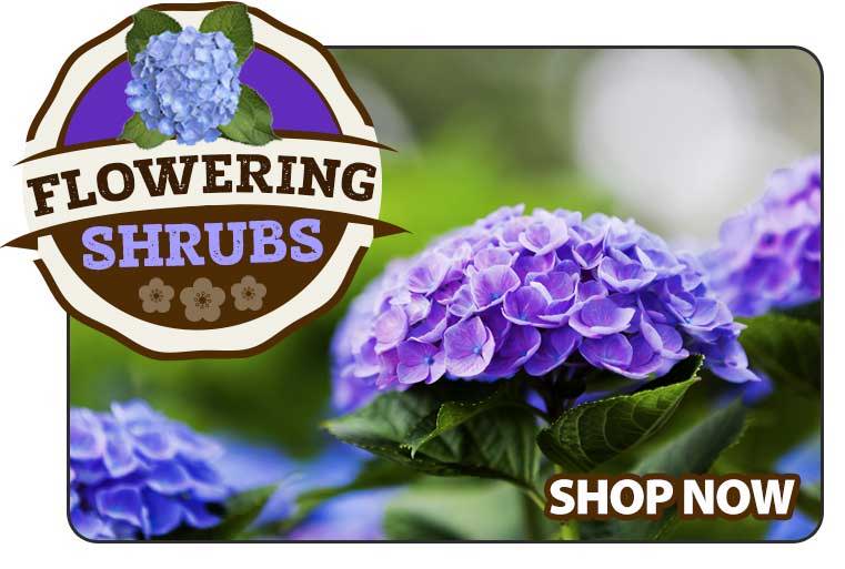 Shop Flowering Shurbs
