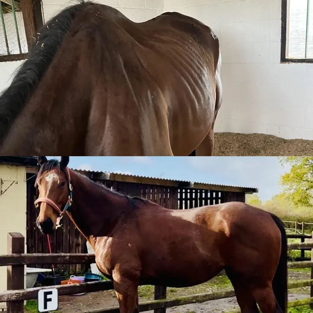 Before and After Hercules Muscle Building Supplement