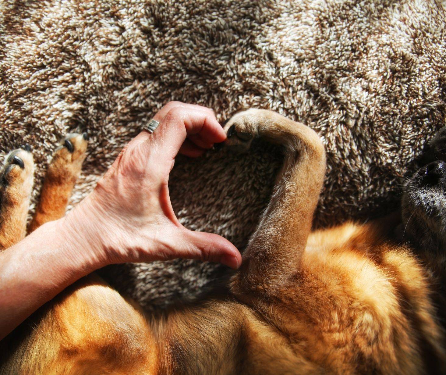 benefits of having a dog - improve mental illness