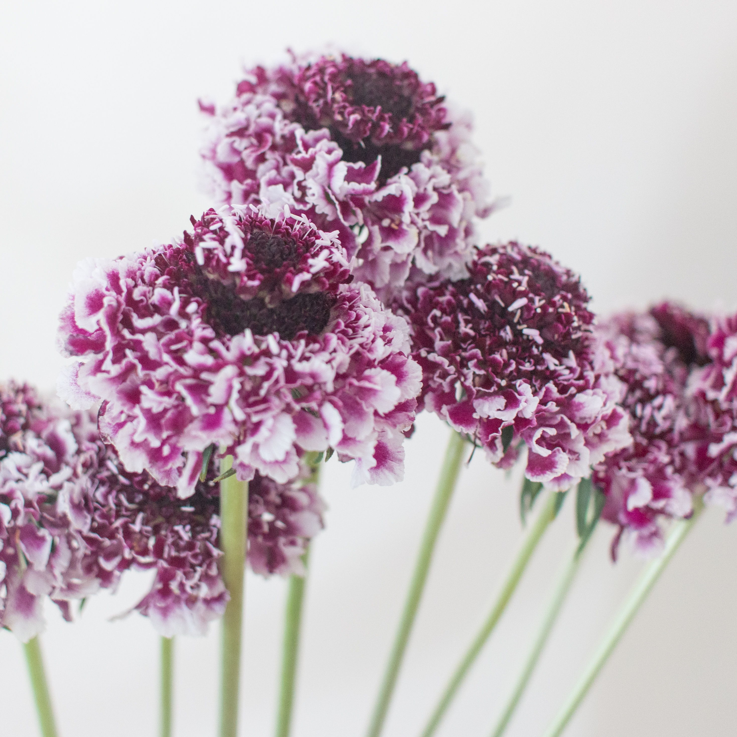 scabiosa
