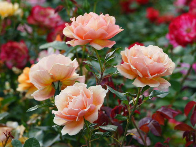 Close up of a cluster of beautiful coral-colored roses
