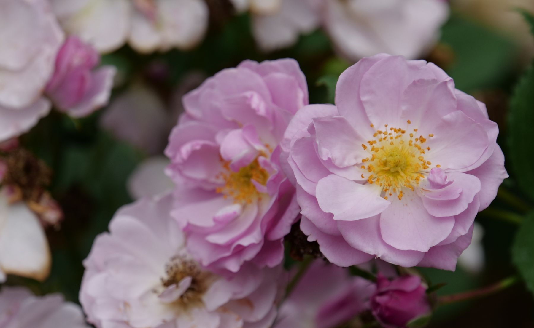 Photo of Rise Up Lilac Days® Rose