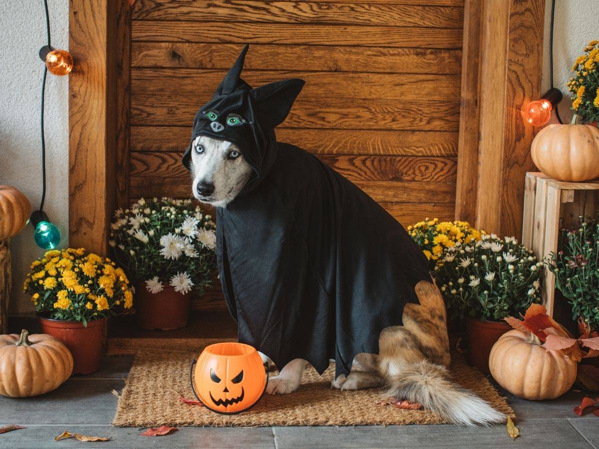 halloween games for pets - costume contest