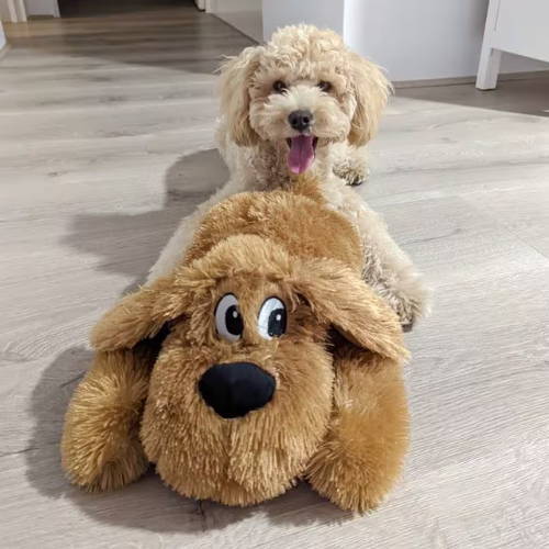 A white puppy sitting behind a fluffy dog toy