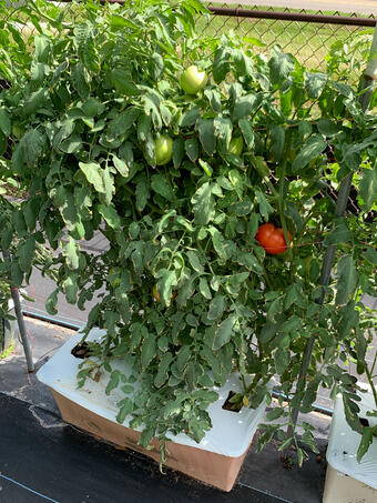 EarthBox-grown Tomatoes