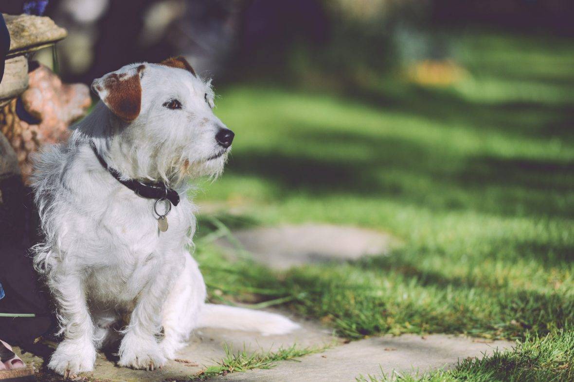 White Dog Near Green Grass