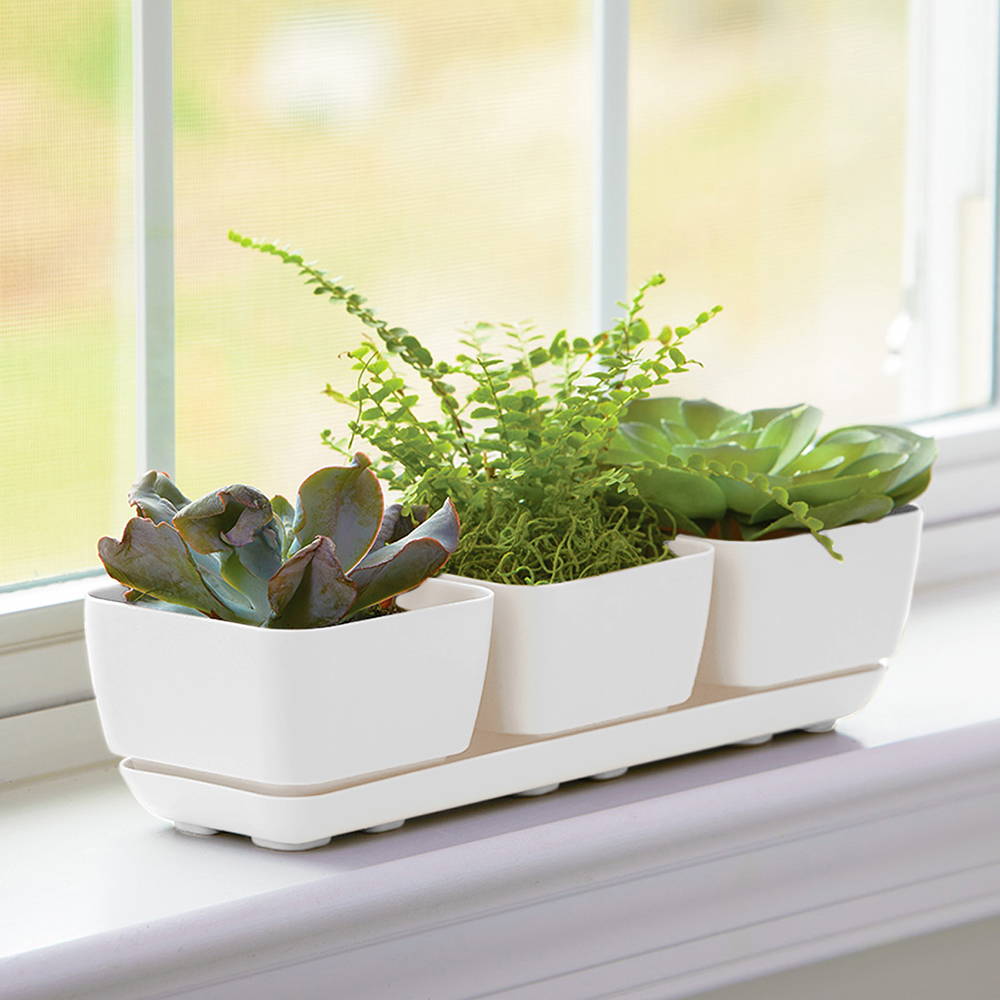 Succulents in a white Majestic herb & succulent trio planter