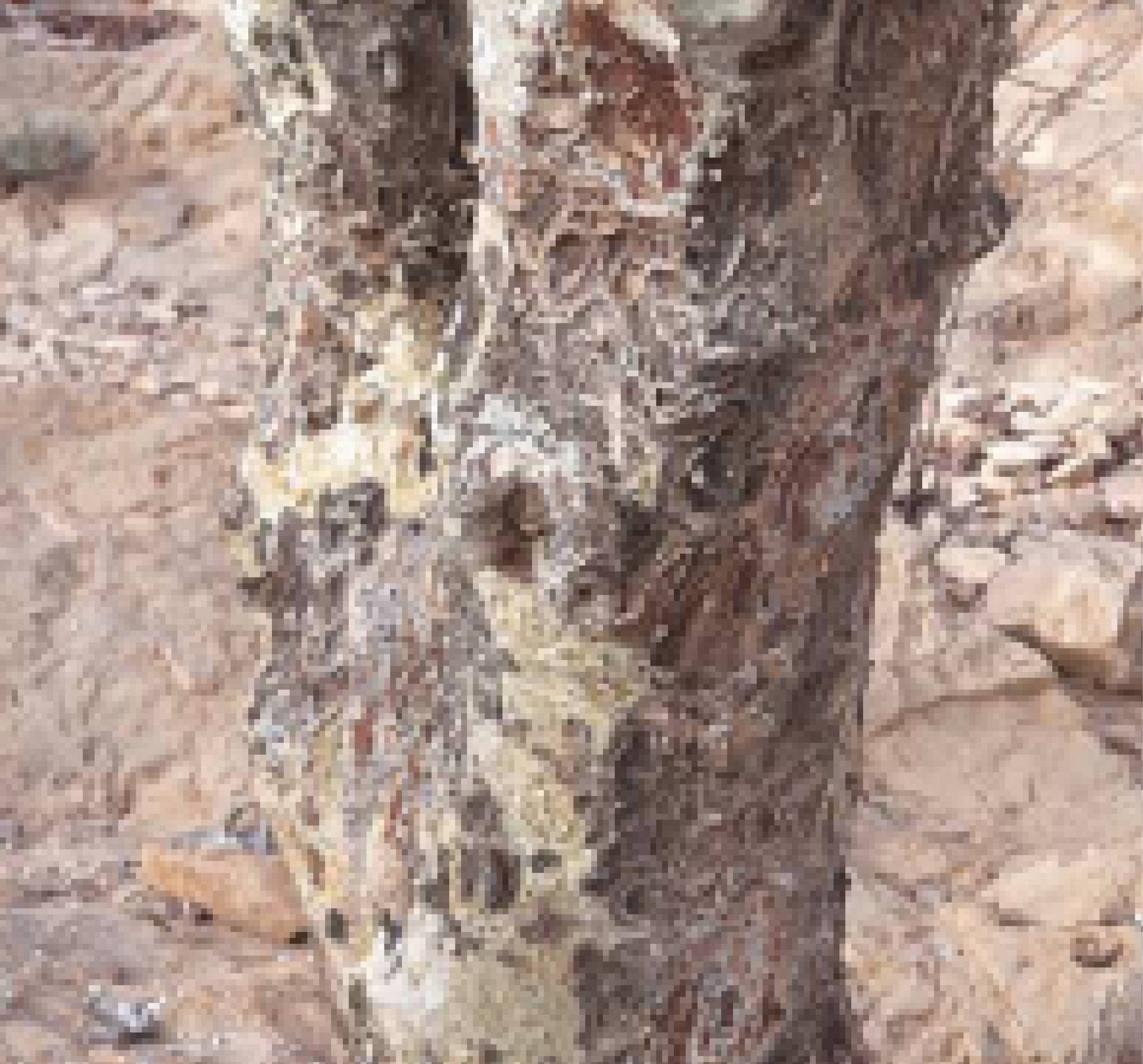 trunk of occulta tree