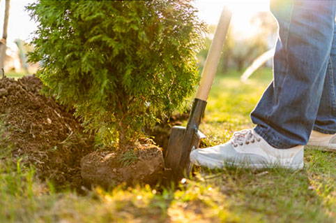 how to plant evergreen trees