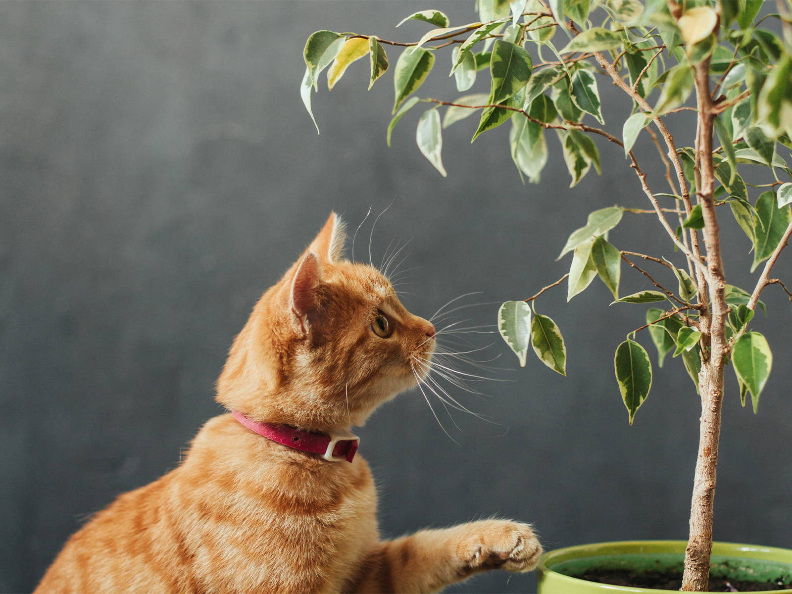 Katze alleine lassen - giftige Zimmerpflanzen