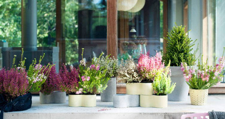 Tuinplant: Winterheide