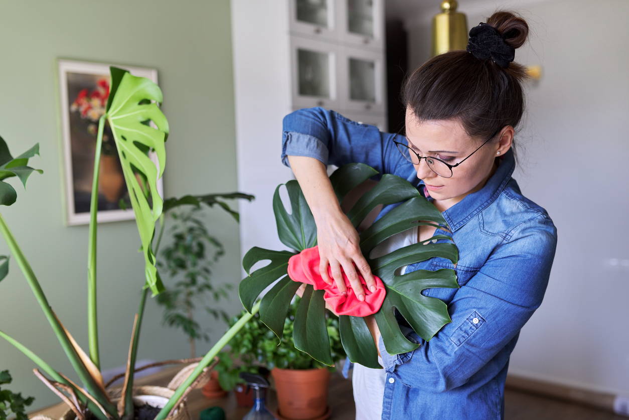Lady wiping over Monstera Deliciosa Plant at The Good Plant Co