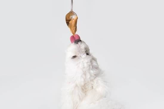 A small white dog reaching up to eat peanut butter off a spoon 
