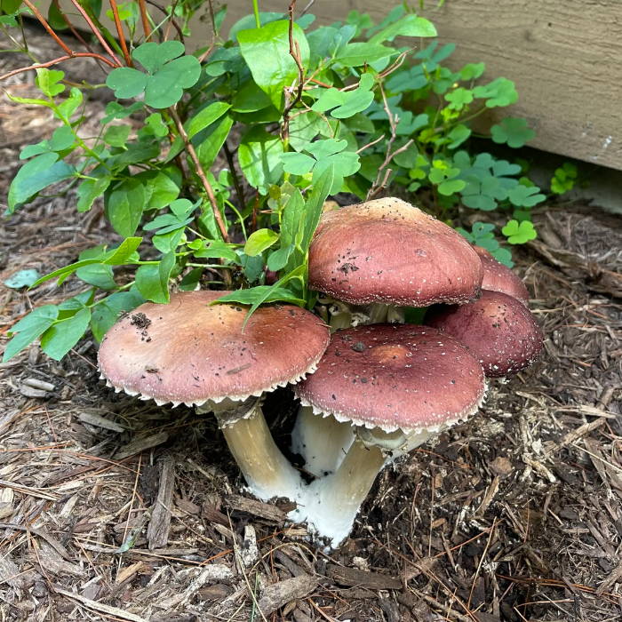 wine cap mushrooms in a garden bed