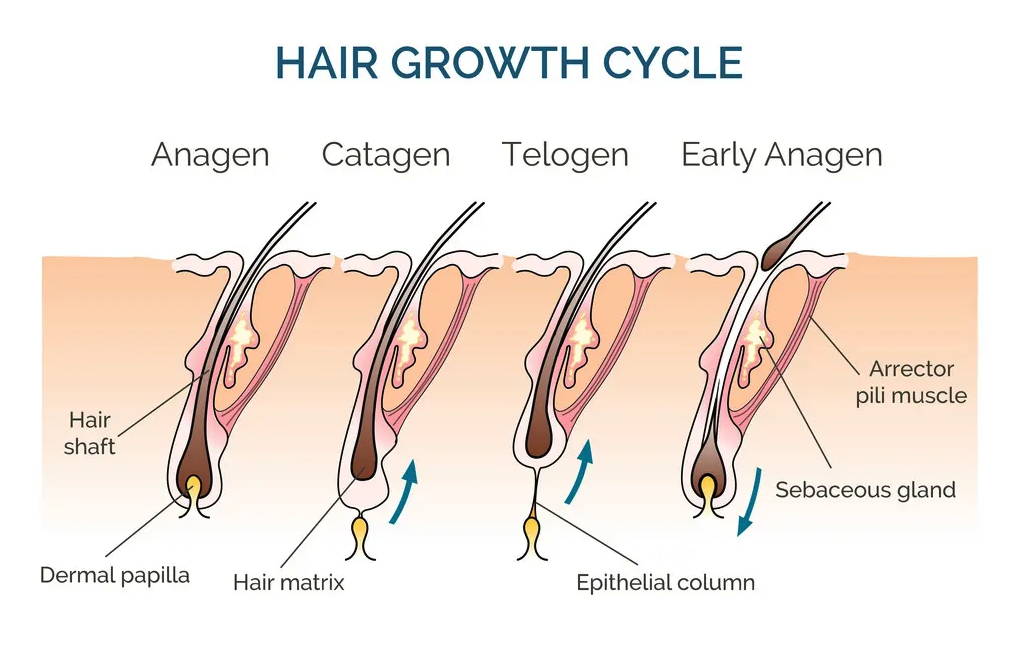 The Ultimate Guide to Hair Growth Cycles – DS Healthcare Group