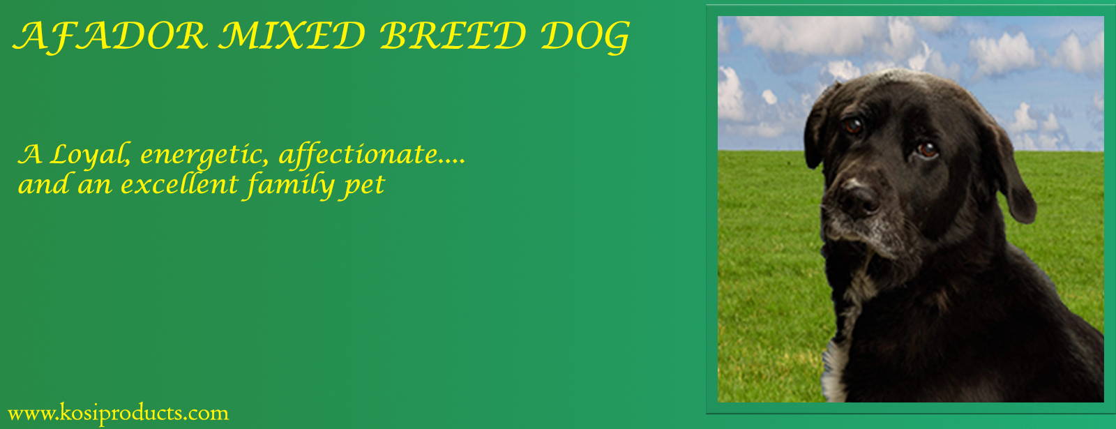 Afador Mixed Breed Dog Profile, Nutrition, Health, Comfort and Lifestyle 