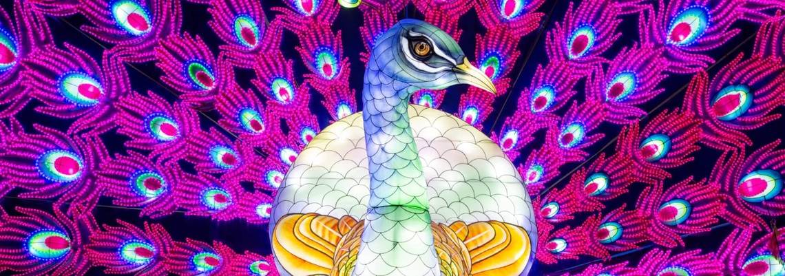 An blue. white, yellow and pink illuminated peacock .