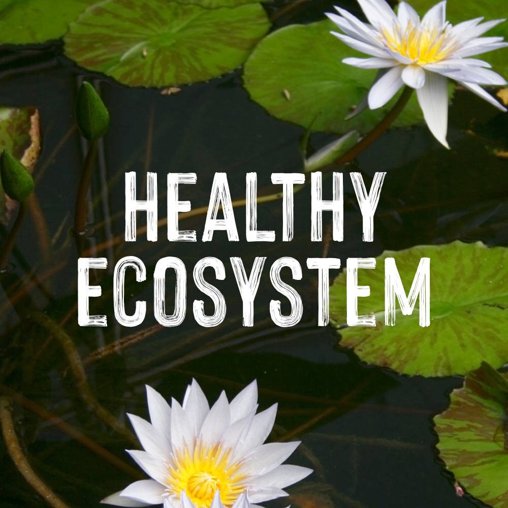 learn more about creating a healthy ecosystem in your pond