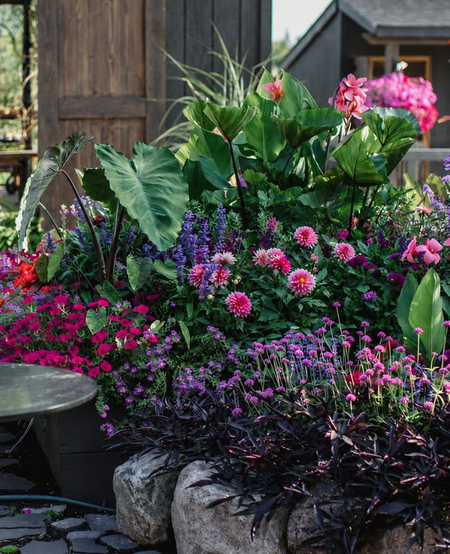 Garden full of Supertunia® Royal Magenta®, Truffula™ Pink - Globe Amaranth, Island Giants™ Coffee Cups 