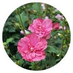 Photo of Magenta Chiffon® Rose of Sharon