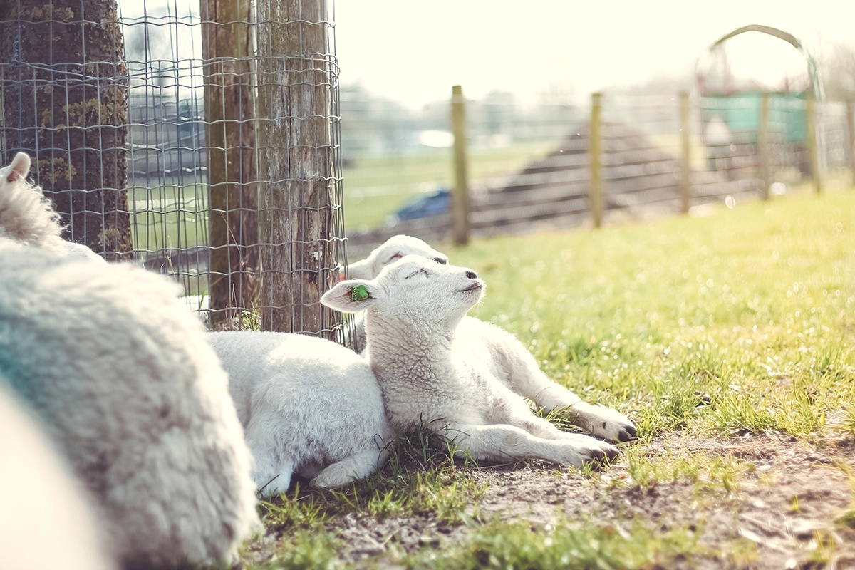 Sheep lay in the sun with their eyes closed on a patch of grass next to a fence