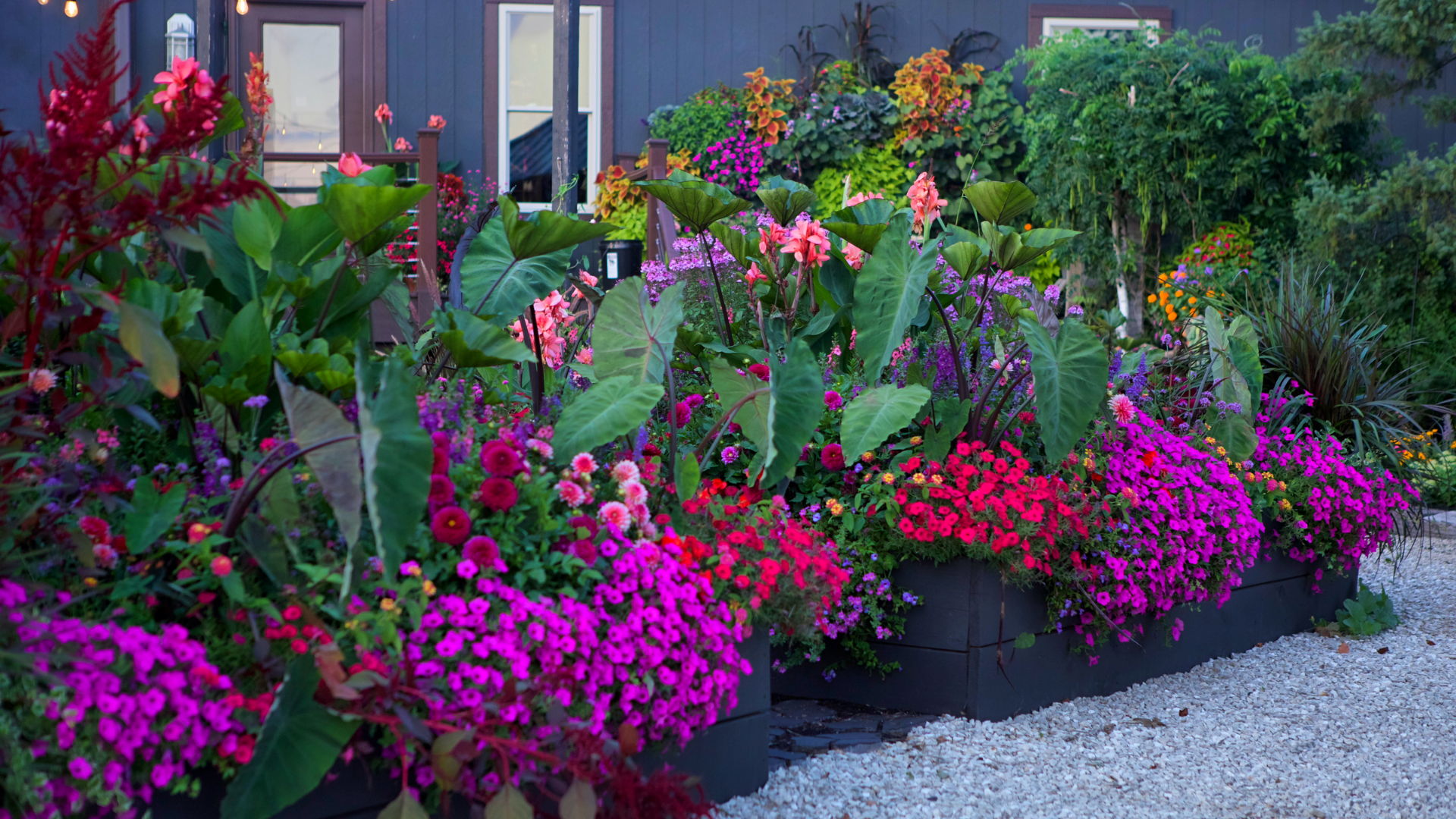2 black gardening beds planted with many beautiful bright annuals