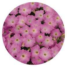 Photo of Supertunia Mini Vista® Pink Cloud Petunia