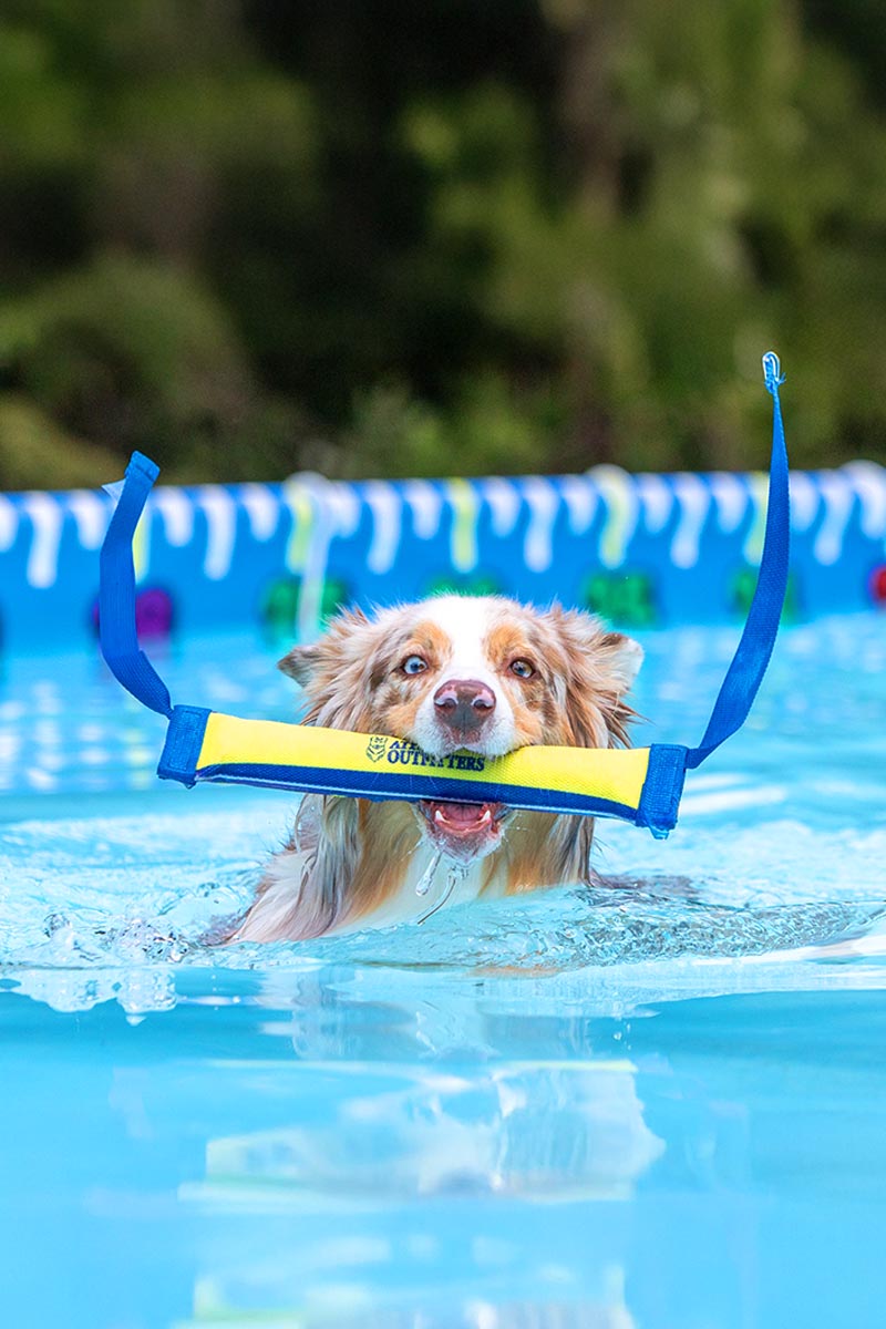 Aussie dock diving with bumper in his mouth