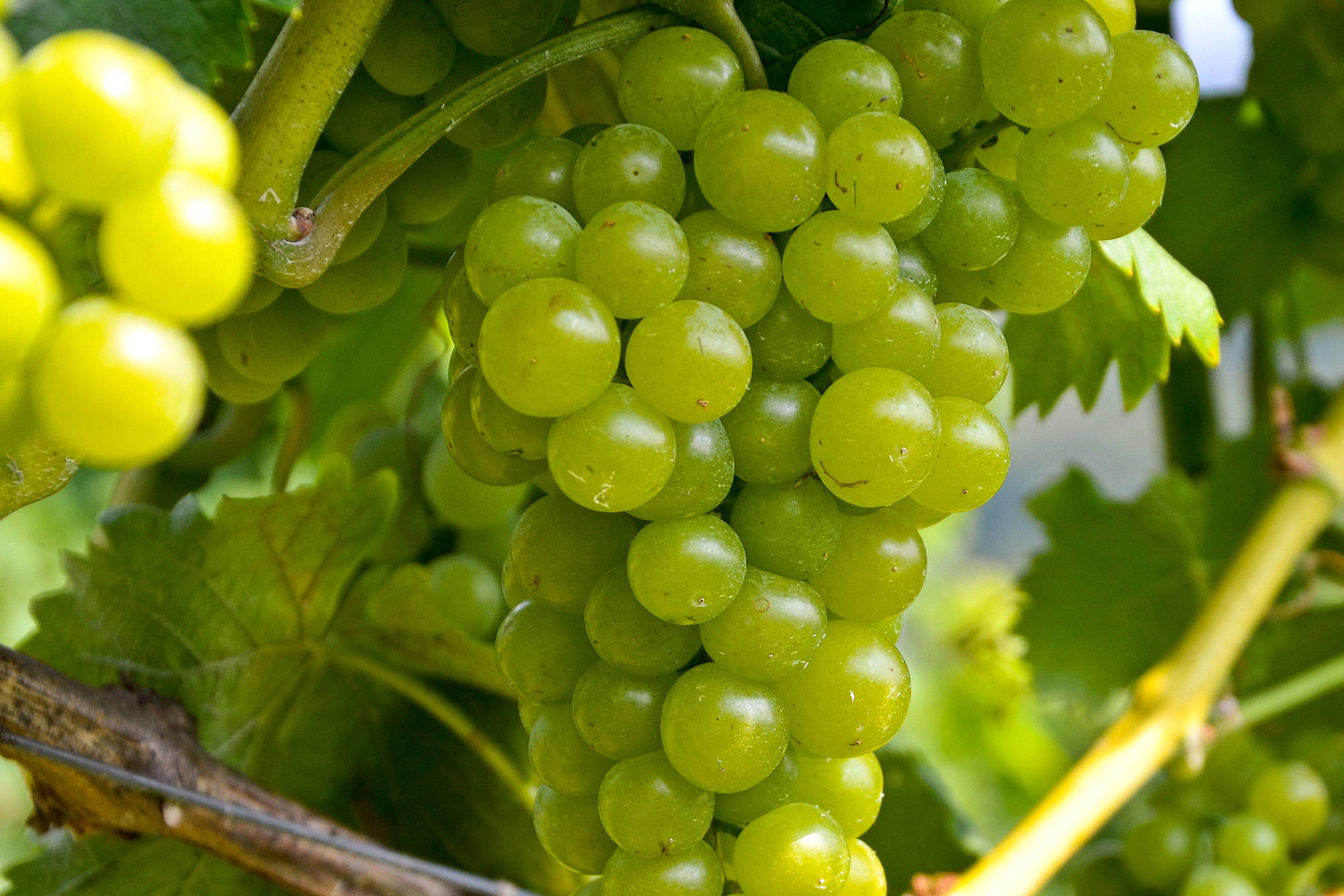 グリーンなフレーバーと豊かな酸味が味わいのアクセントになる、世界的な人気白ブドウ品種！