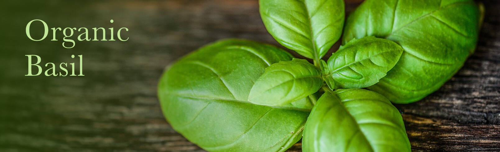 High Quality Organics Express fresh basil leaf