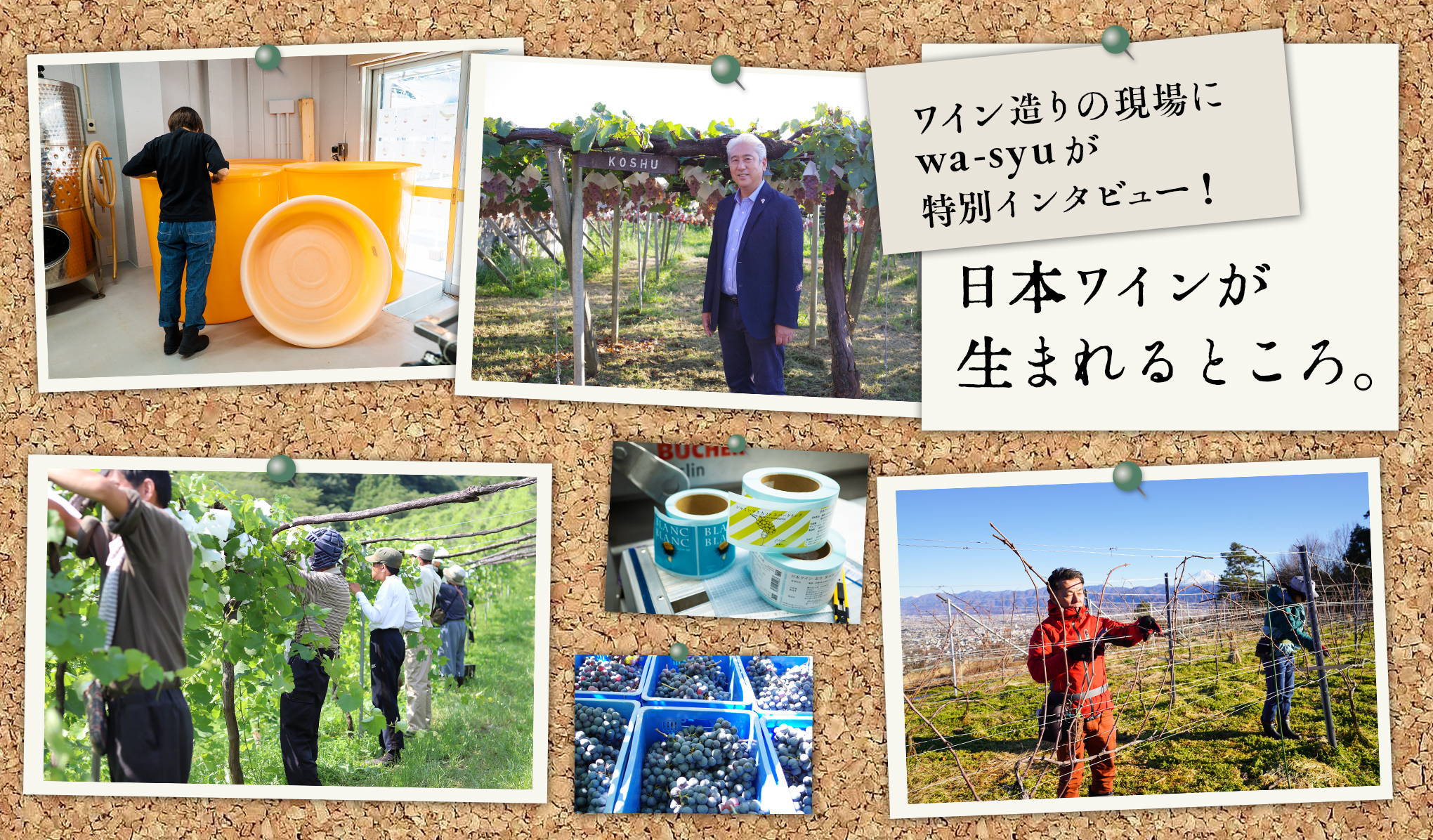 シリーズ・日本ワインが生まれるところ。 wa-syuが独自取材でご紹介！