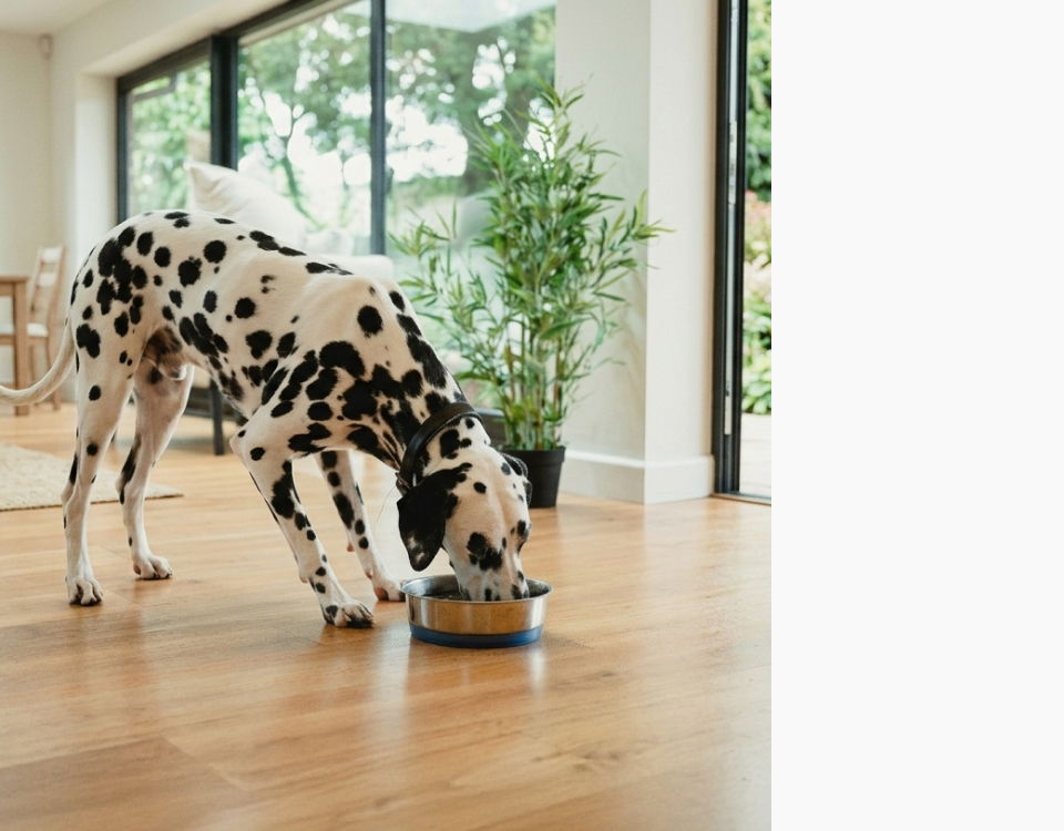 Dalmatian dog eating from a bowl in a bright room.