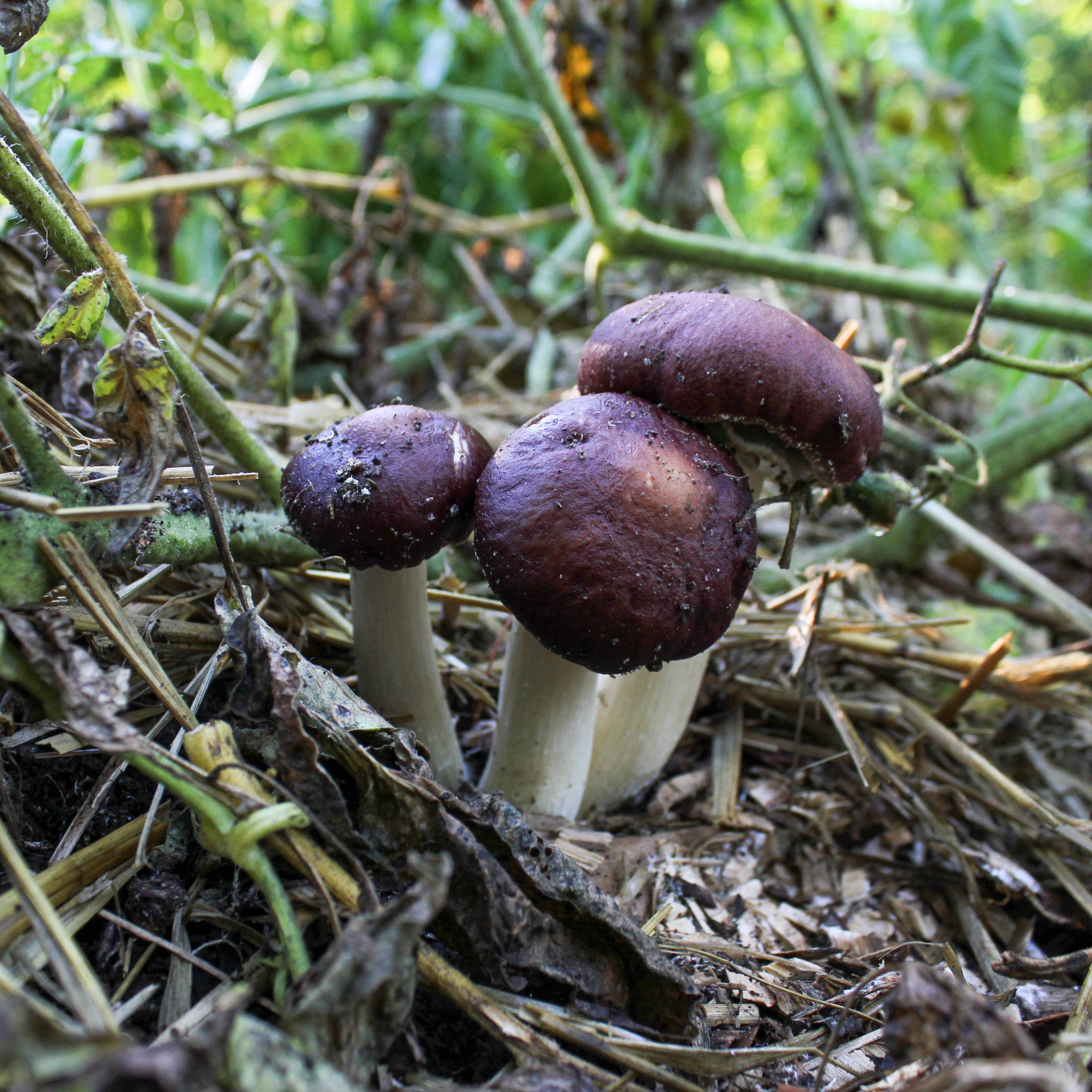 How to Grow Mushrooms on Outdoor Mushroom Beds