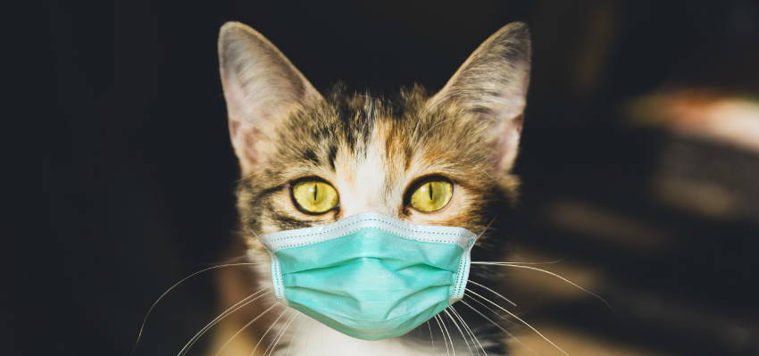 Image of a cat wearing a mask.