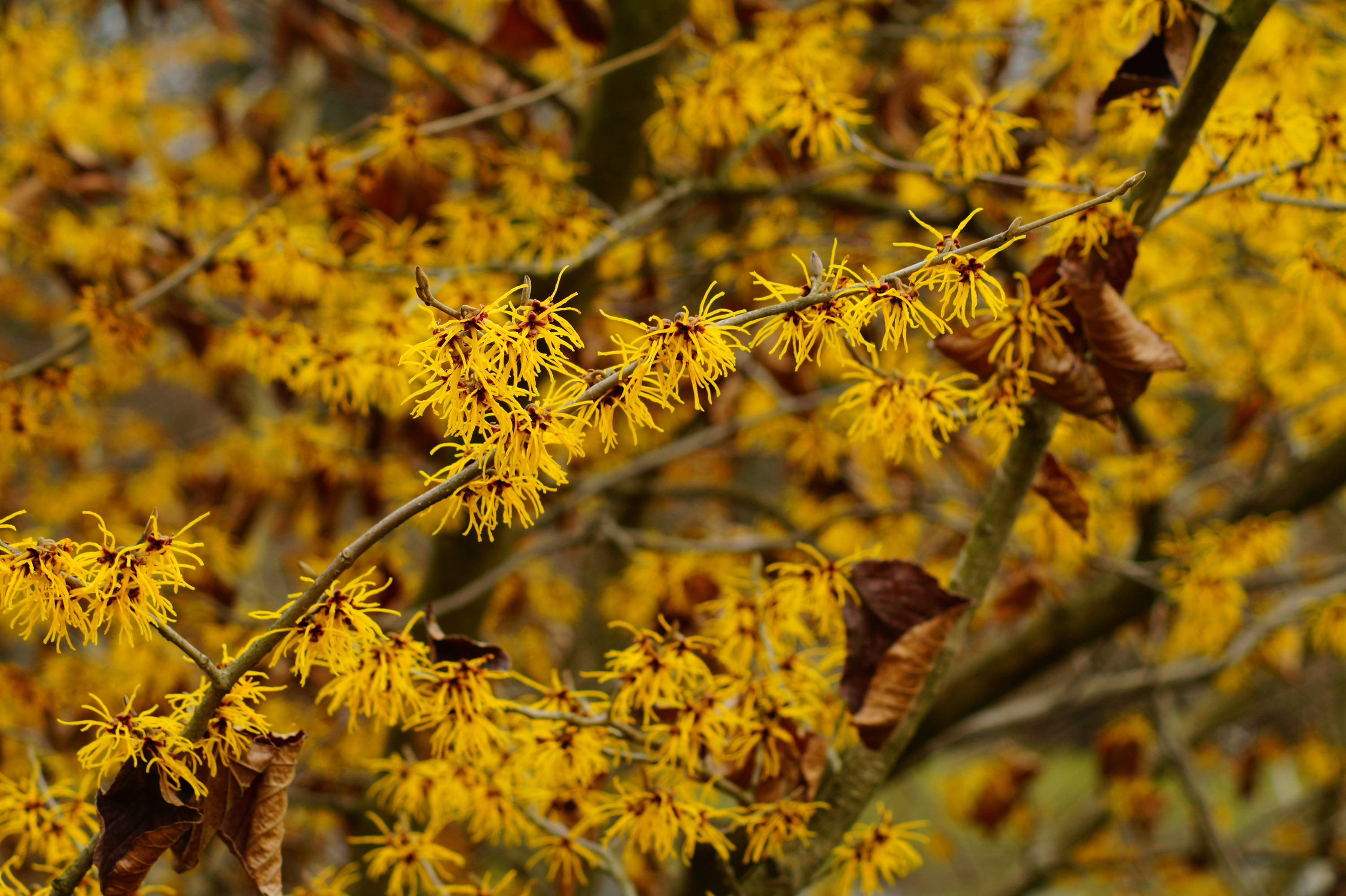 Witch hazel branches in fall.