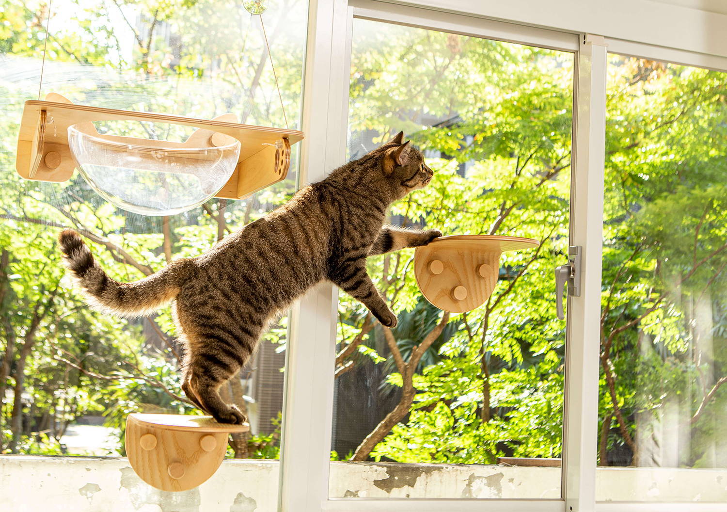 貓咪正從一個貓跳台跨越到另一個跳台