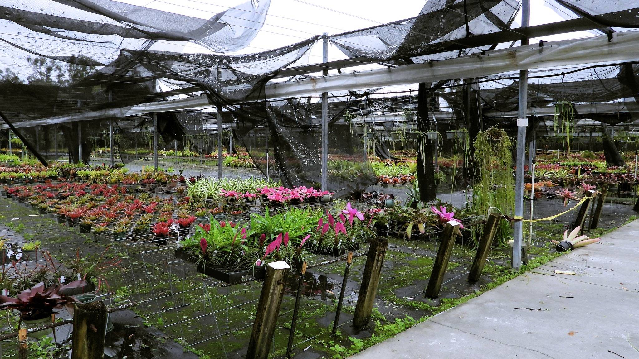 Our Cravo, 2.5 acre shade house with auto winter cover is pretty much destroyed. Shade cloth and many cables, benches, etc. No shade means damage when the sun finally comes out.