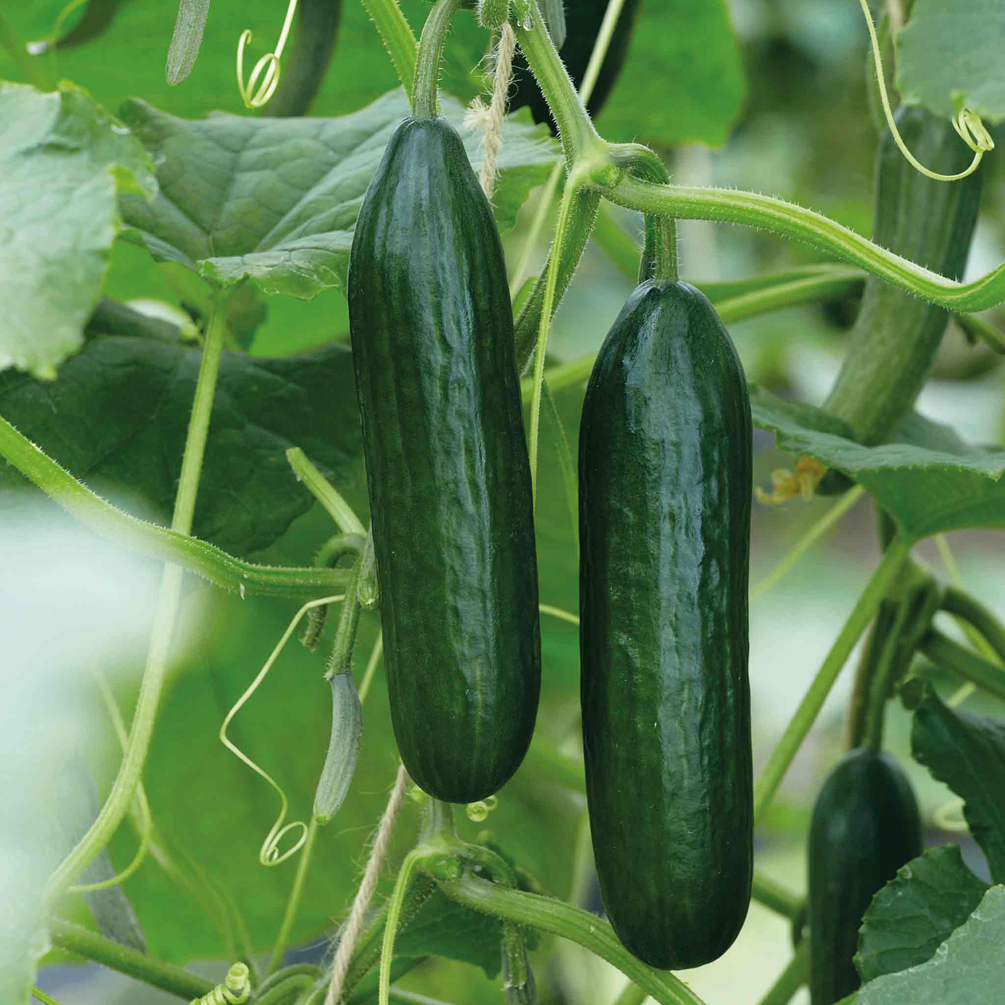 Two green cucumbers hanging from a vine with leaves in the background