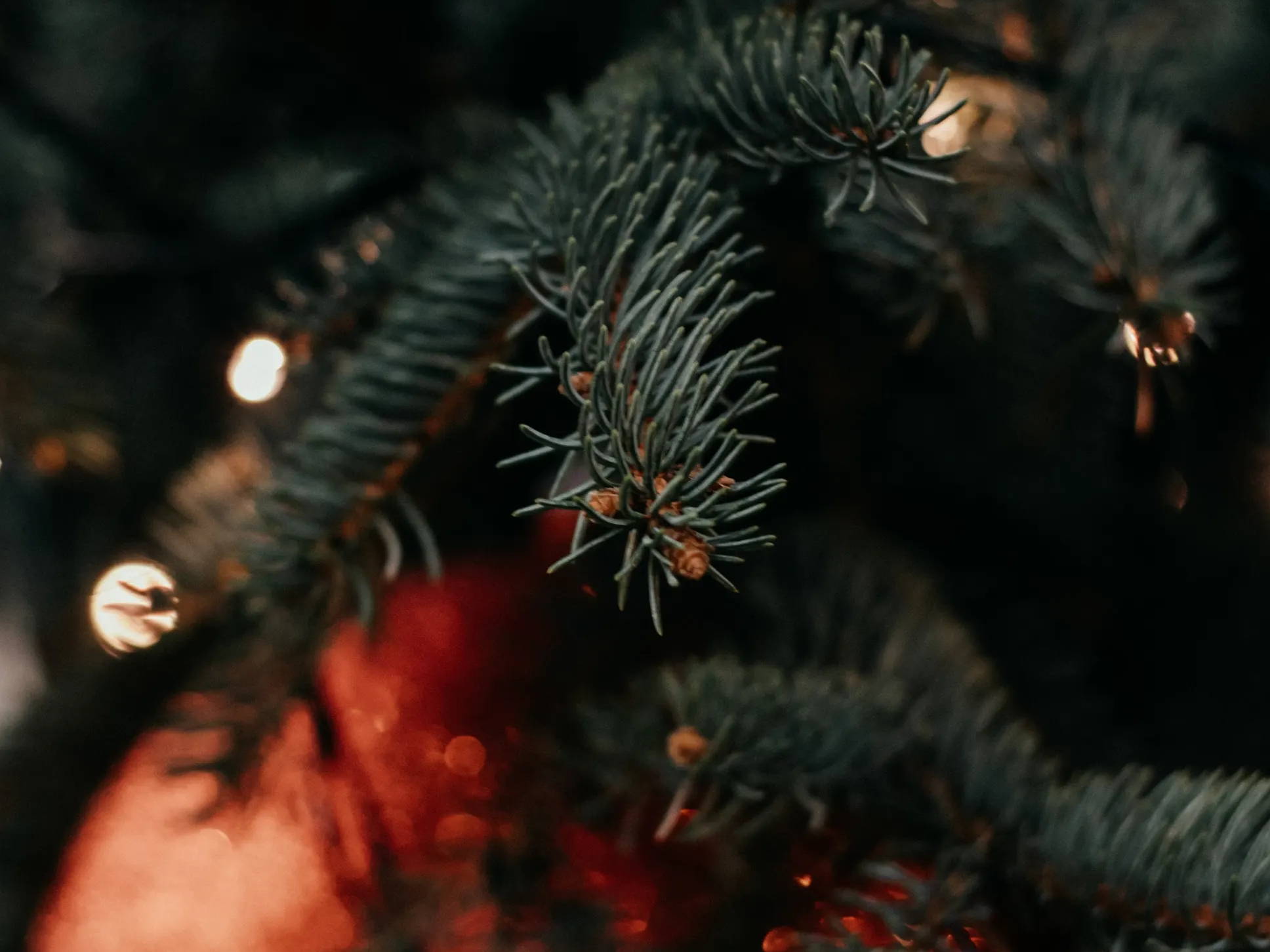 Close-up of an ornament in a Christmas tree