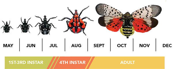 Stages of the Spotted Lanternfly