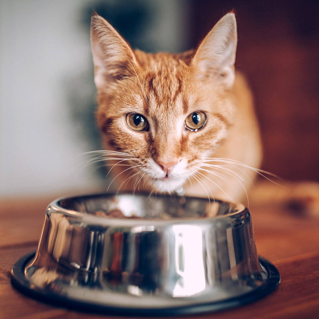 Yellow cat looking at camera behind a silver cat food bowl. 