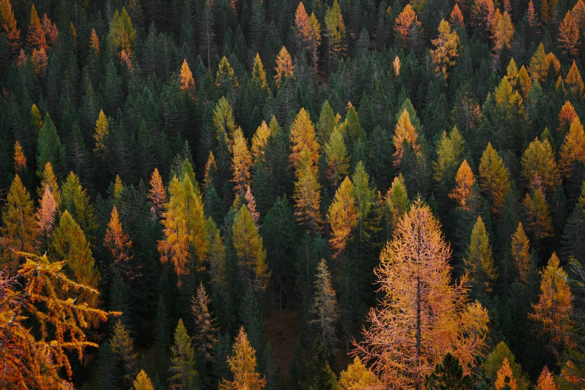 Overhead photo of a forest of yellow and green trees